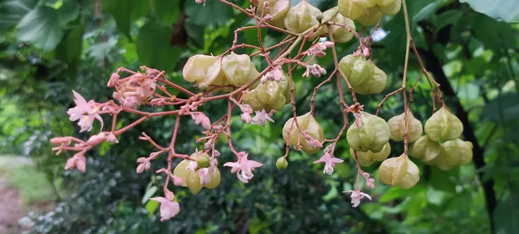 克蘭樹蒴果花冠