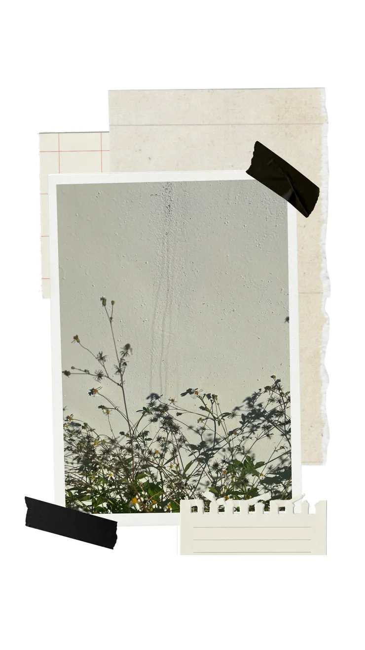 白牆與鬼針草也可以自成一格