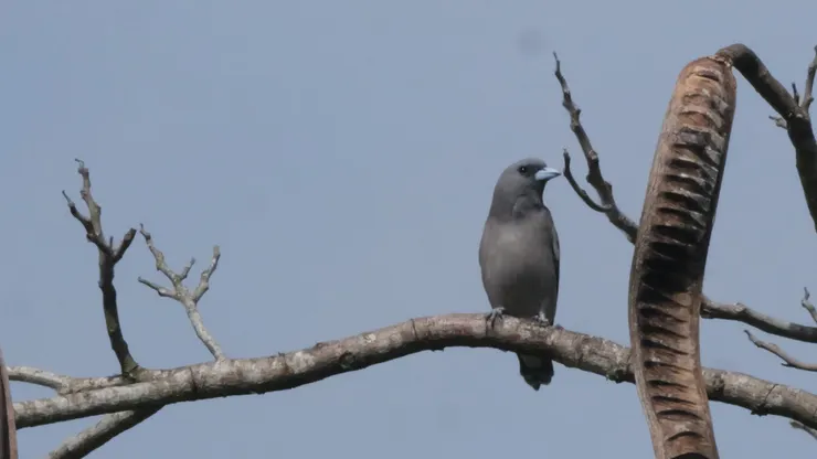 樣子很乖巧的灰燕鵙
