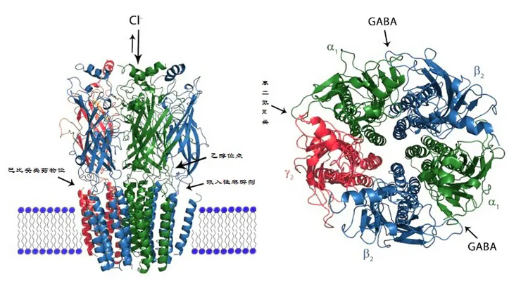 芬普尼的主要作用在阻斷GABA_A 氯離子通道