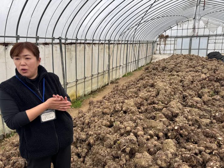 令子表示在農福開始之前她們也沒辦法處理那麼大量的里芋