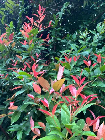 早起的蚂蚁有雾水喝