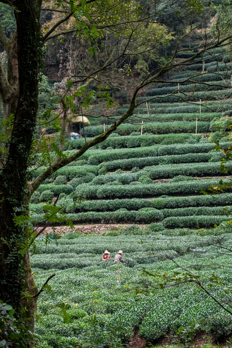 九溪煙樹 杭州龍井