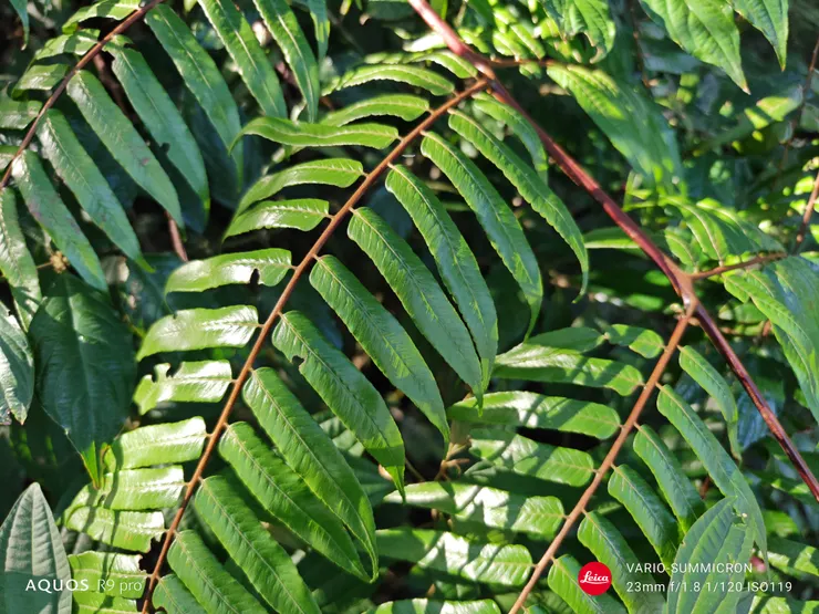 鬼桫欏葉片(SHARP AQUOS R9 pro,23mm)