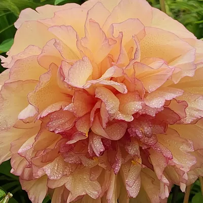 花開富路～實踐50歲退休沿途實境隨記