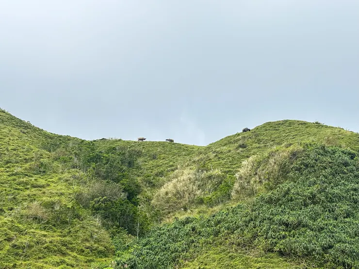 遠方吃草的牛牛們(自行拍攝)