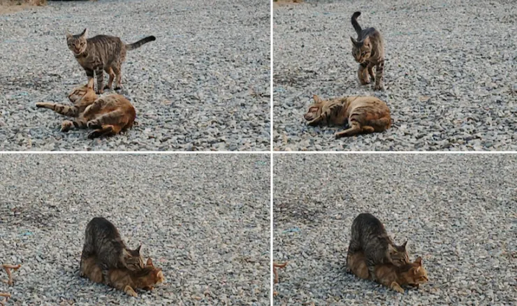 多貓家庭中，發情貓會刺激其他貓，導致騎跨、打鬥等行為頻繁出現