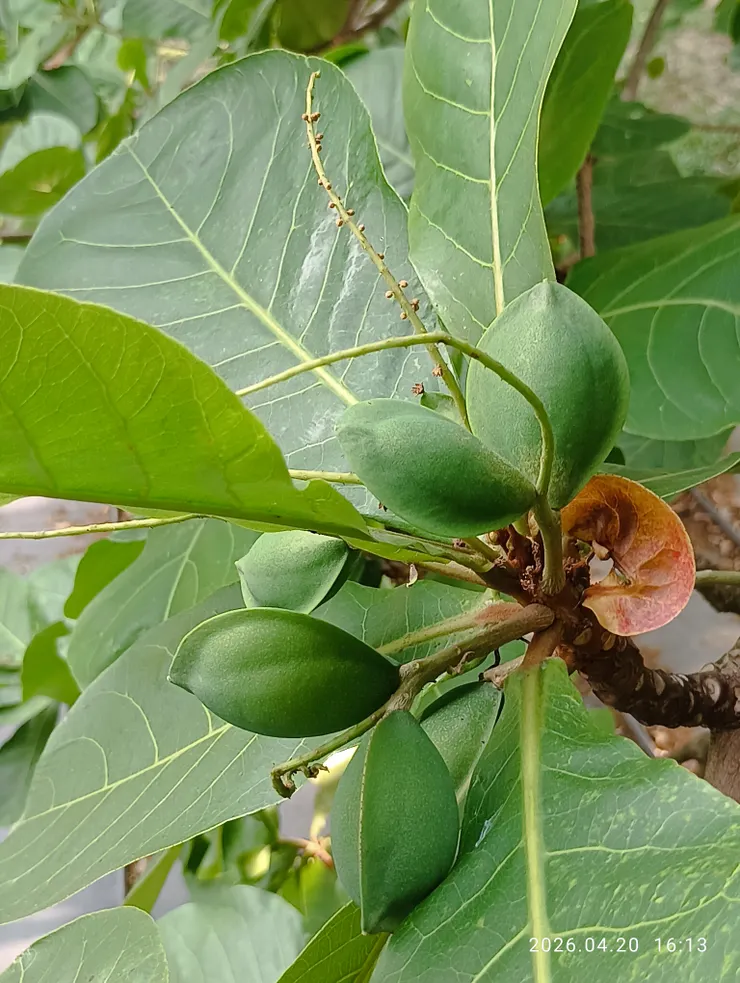 欖仁花開果初結