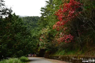 前往神木的林道寬敞好走，但卻是一路下坡