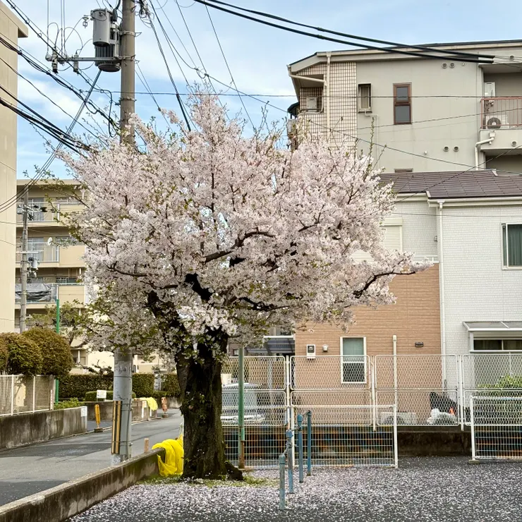 週日好天氣，在住家附近拍的櫻花樹