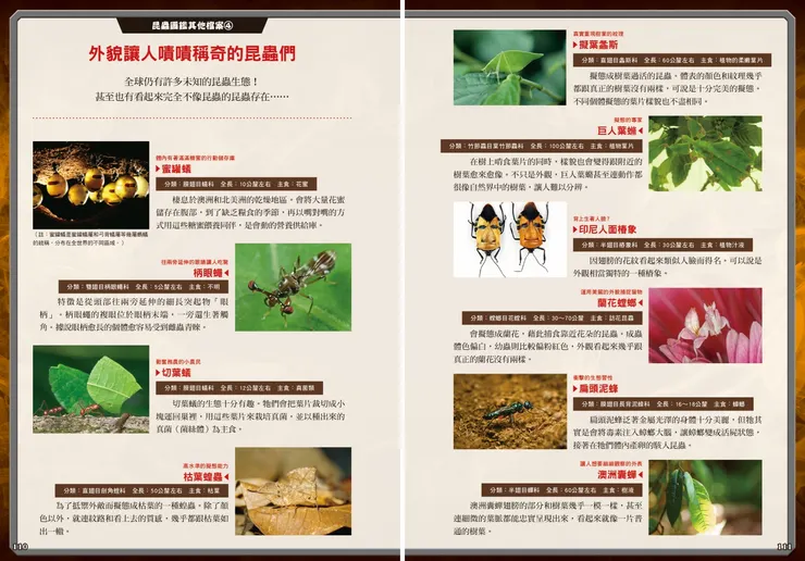 知識補充外貌神奇的昆蟲們|《最強戰鬥5:超酷昆蟲 最強王者大戰圖鑑》|小角落文化出版