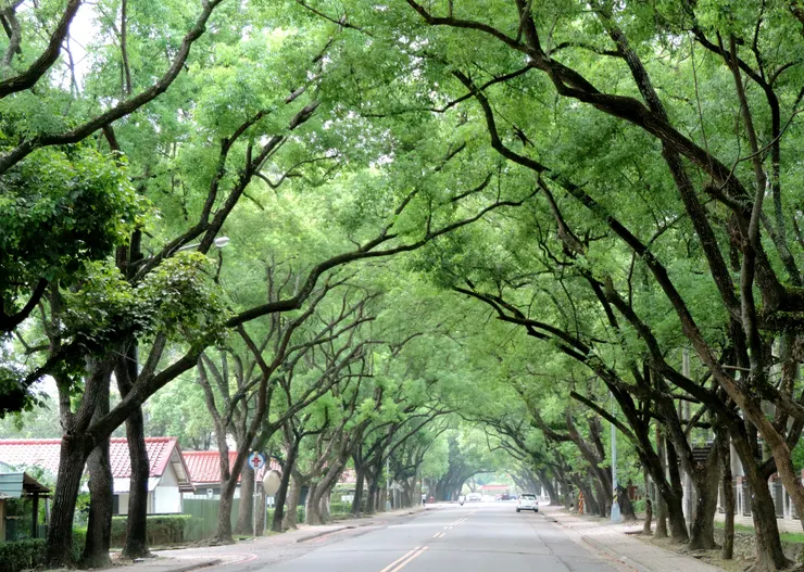 連通第三市場與兒童公園的樟樹隧道
