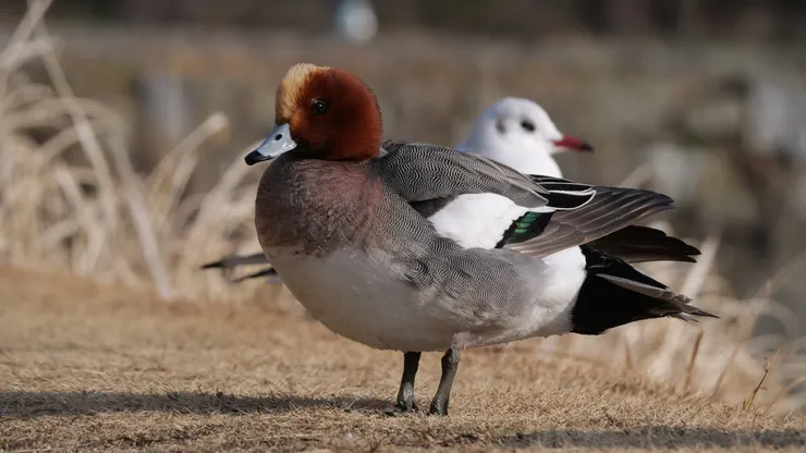 慢慢走近的話，小鳥也容許人隨意拍，很大方