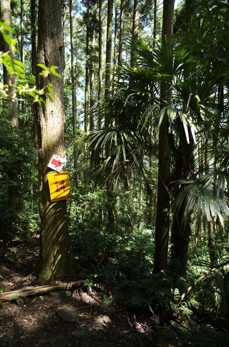 向天湖山環湖段14號路牌的下切處，可以感受到這裡可能常常有人沿著稜線切錯（樹的左邊超像正路），所以管理單位便做了這個絕對不可能錯過的指標。  在熱門山徑上，真的很需要這樣的東西，以引導被名氣吸引來的初學者，也是提升登山安全最直接的方式。