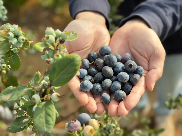 自己採的好處，就是每一顆都超大，可以吃的超過癮