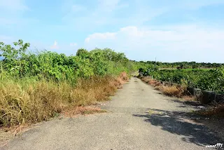左邊是上橋前的土堤(向南拍)