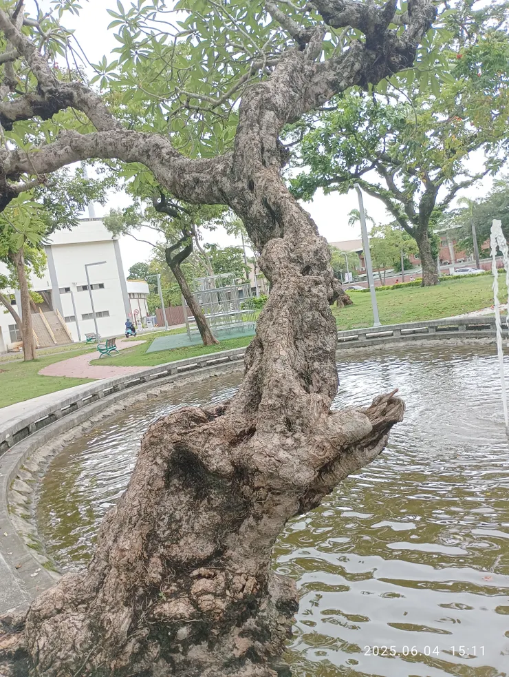 緬梔樹（雞蛋花）之虯髯莖幹，自拍攝