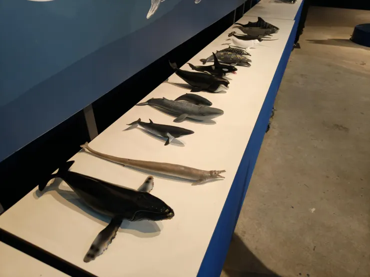 各種知名鯨豚的模型（未按相對比例），其中左二是已滅絕的龍王鯨，最右邊是鯨鯊（軟骨魚類，非鯨豚）。自行拍攝。