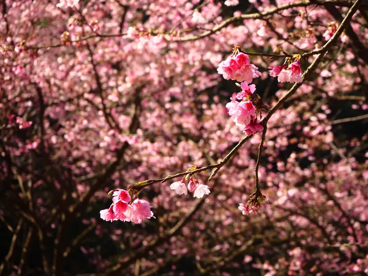 三峽大熊櫻花林。和阿媽去賞櫻
