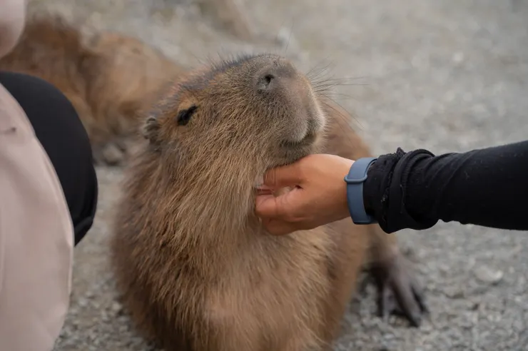 星夢森林劇場水豚