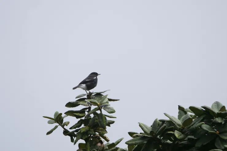 Pied Bush Chat