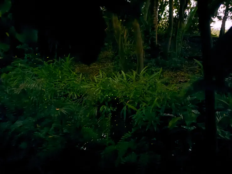 2026/04/25 戶外螢火蟲