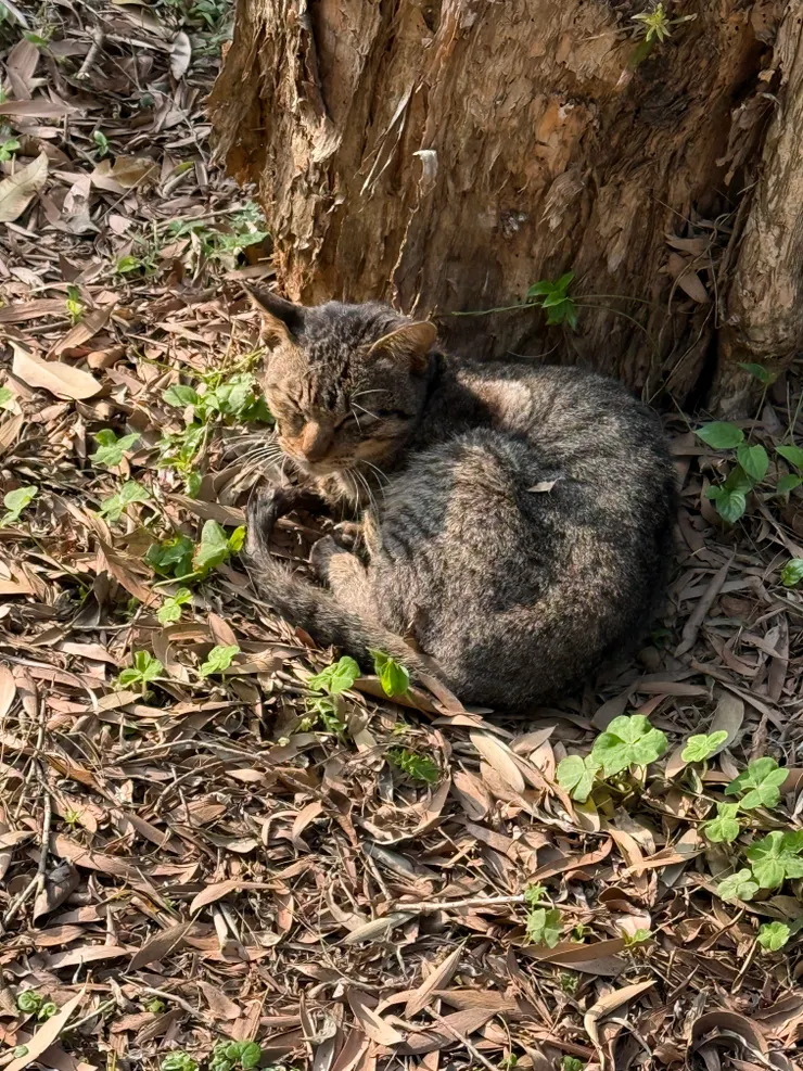 2026/03/17 散步路上遇到的貓