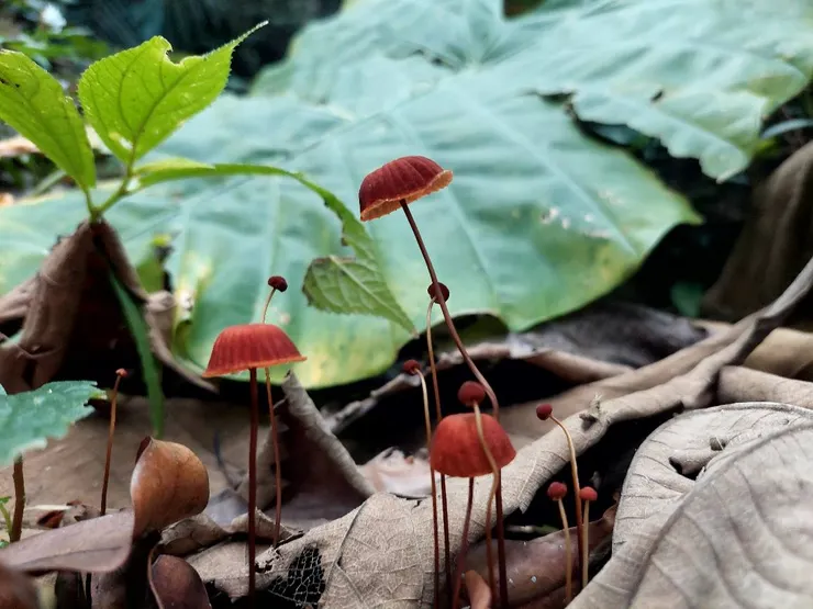 森林裡的小雨傘——赭紅小皮傘