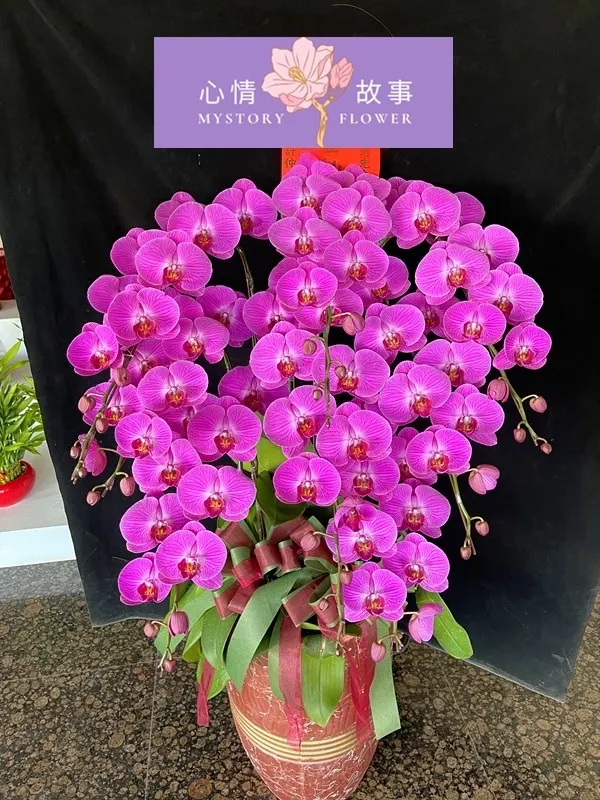 #台南花店 #鮮花 #蘭花 #玫瑰花 #永生花 #多肉植物 #盆栽 #花束 #花籃 #心情故事花房 