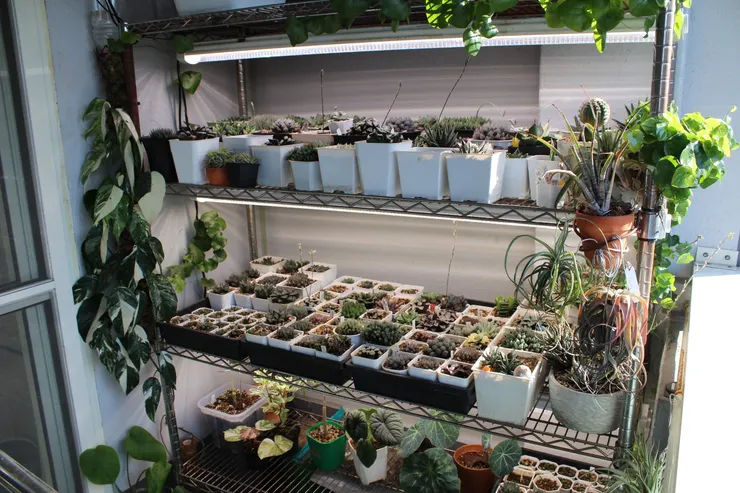 筆者在陽台使用植物燈種植Haworthia