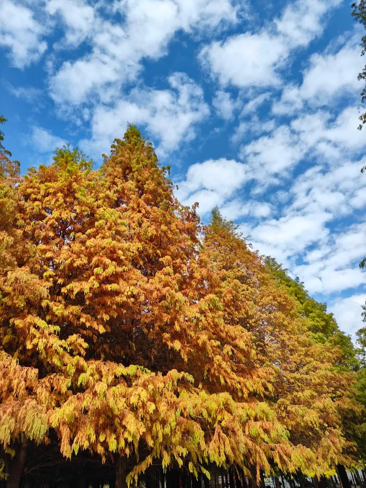 落羽松配上藍天白雲太美了