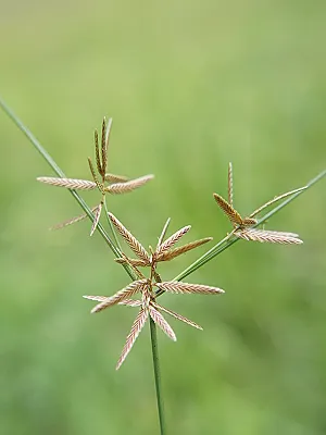 src