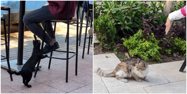 開羅街上的嬌客們