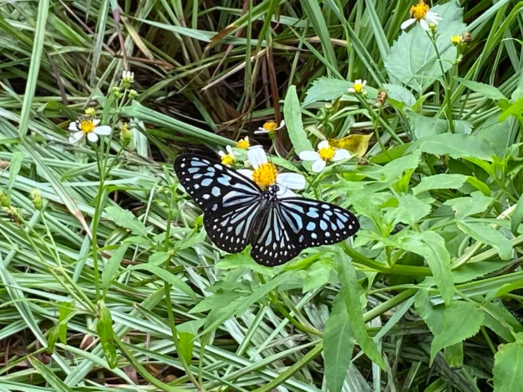 各式蝴蝶飛舞的令人目不暇給。