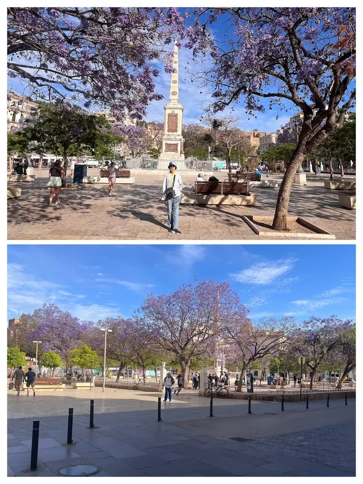 畢卡索故居前的梅爾賽德廣場藍花楹盛開