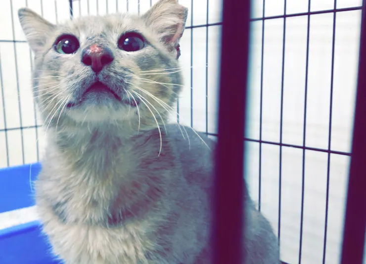 多年前我們所救援的受傷小貓咪，從救援他的那天開始，衍生出一連串不可思議的故事