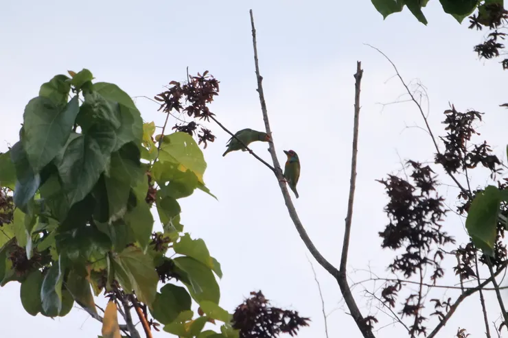 突然進了兩隻在鏡頭，就是Endemic品種的Sri Lanka Small Barbet