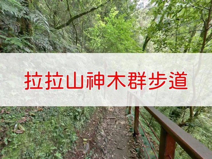 【新北】拉拉山神木群步道 | 全長里程：3.7公里 | 難易度：低