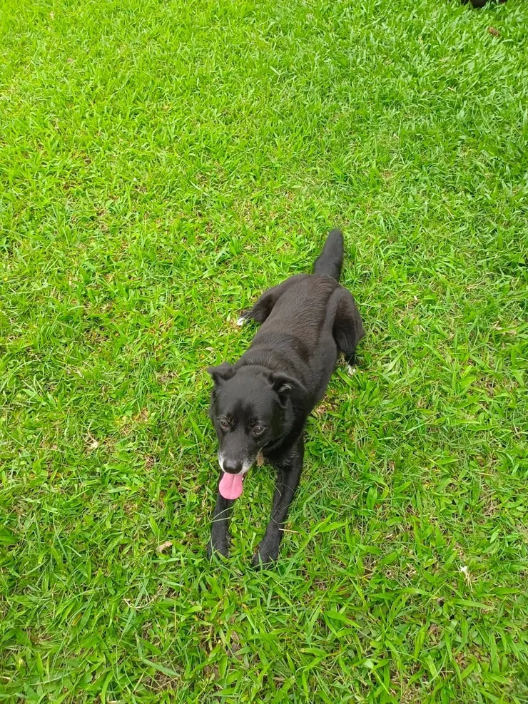 狗哥在知道無法同行旅遊也得無奈接受