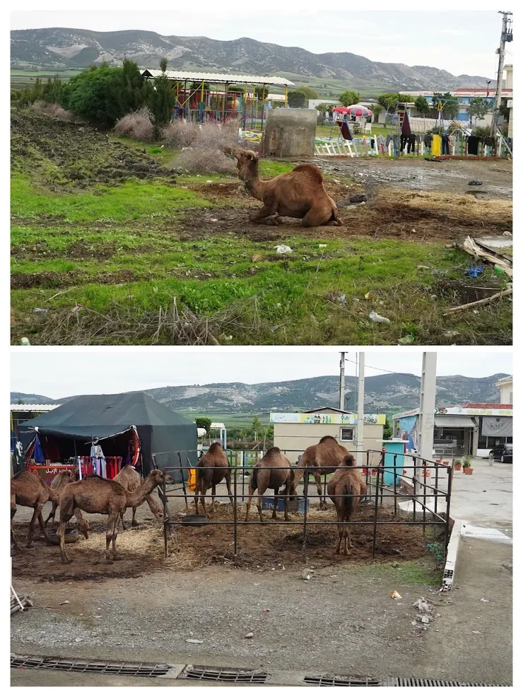 北部的駱駝見過世面，跟著商團從南部移民。
