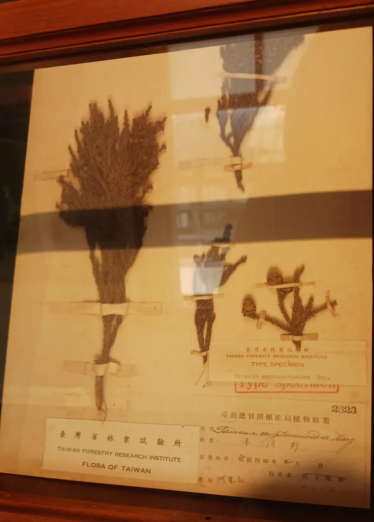 收藏於腊葉館內的台灣杉標本（圖源：作者自己）
