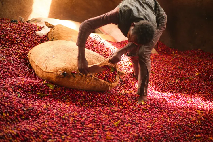 想像陽光灑落在西達摩的肥沃高原，滿眼翠綠的咖啡樹，與鄰近的果樹和森林共同譜出自然的交響曲。