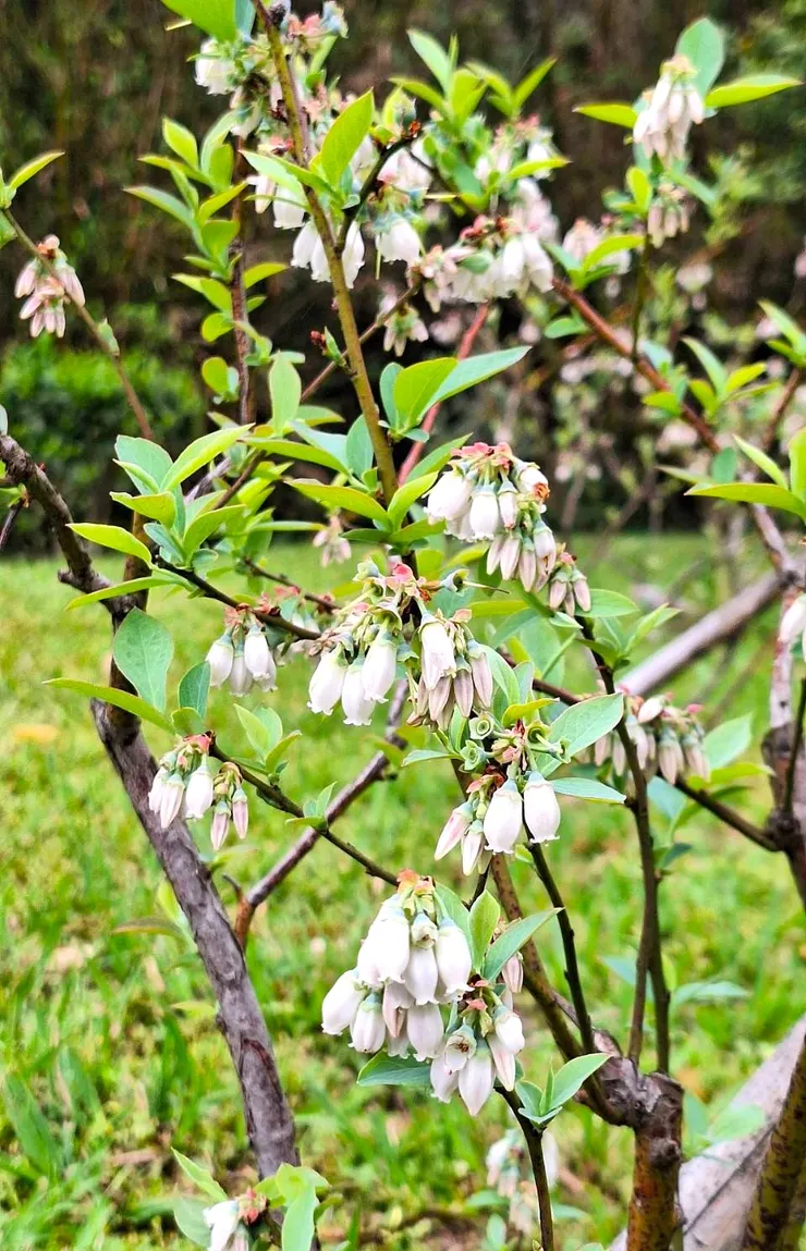 作者種植於臺北北投的兔眼藍莓開花情形