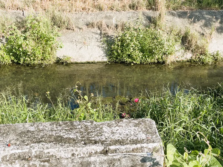 家門前大排水溝中的紅色睡蓮