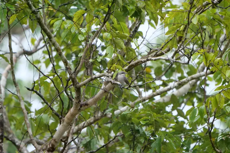 Sri Lanka Woodshrike 斯里蘭卡獨有種，在YALA很常見