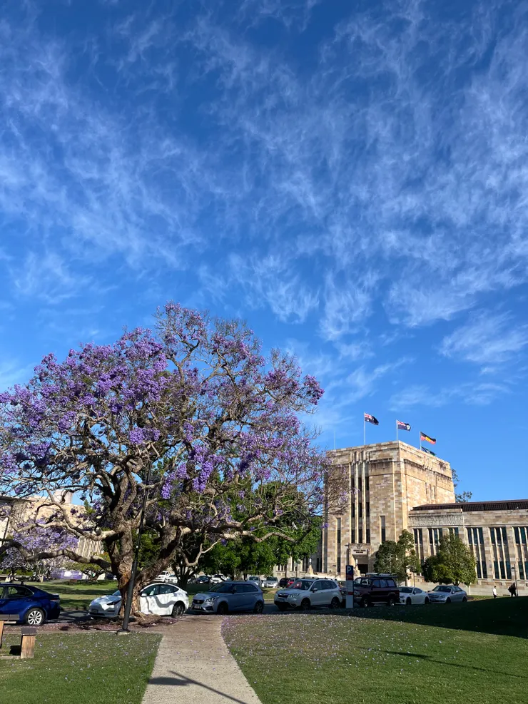 十月的昆士蘭大學充滿著滿滿的藍花楹Jacaranda