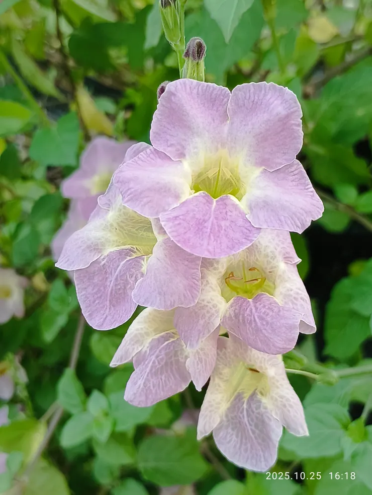 立黃昏花徑餘紅
