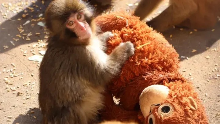 圖片來源：轉載自網路新聞