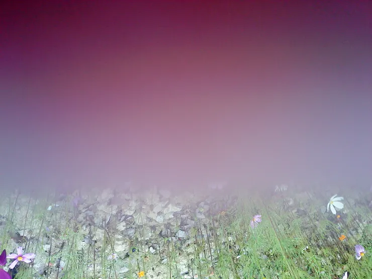 她的夢想像這樣, 矇矓不清楚, 又依稀有美麗的花朵/作者攝