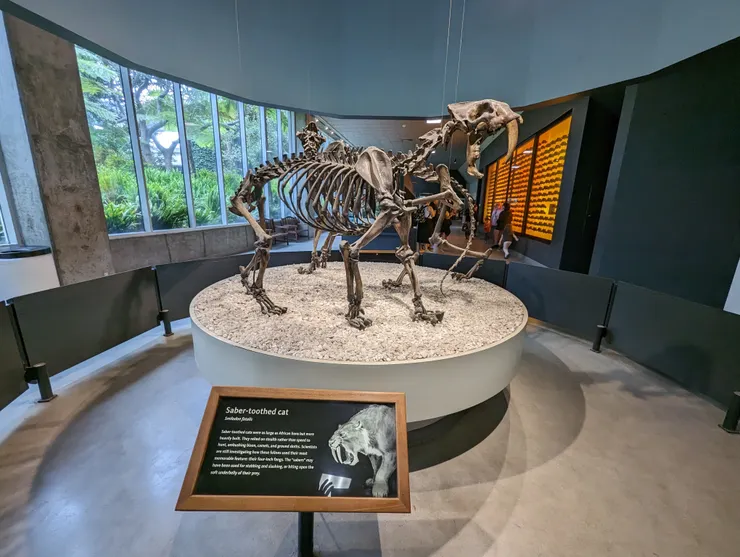 在拉布雷亞焦油坑發現的第一個已確定化石就是劍齒虎，他是冰河時代的洛杉磯和加州標誌性象徵